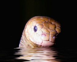 SEA SERPENT! Olive sea snake; Loloata Island, PNG. Housed... by Rick Tegeler 